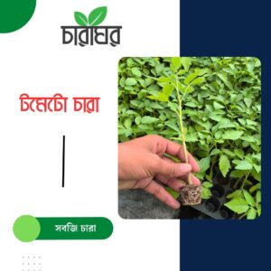 টমেটো চারা