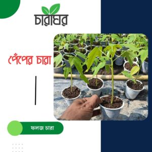 পেঁপে চারা