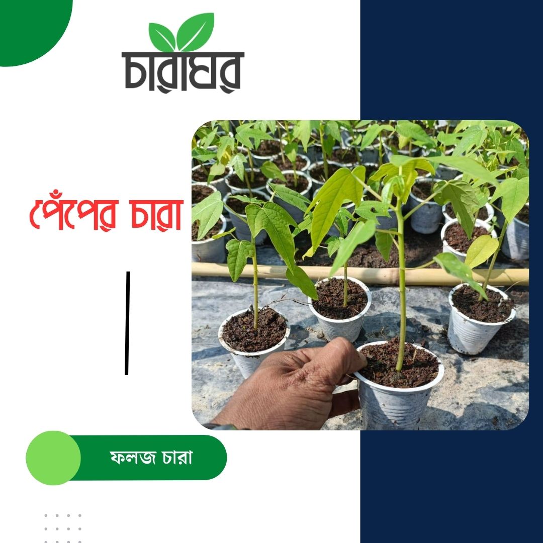 পেঁপে চারা