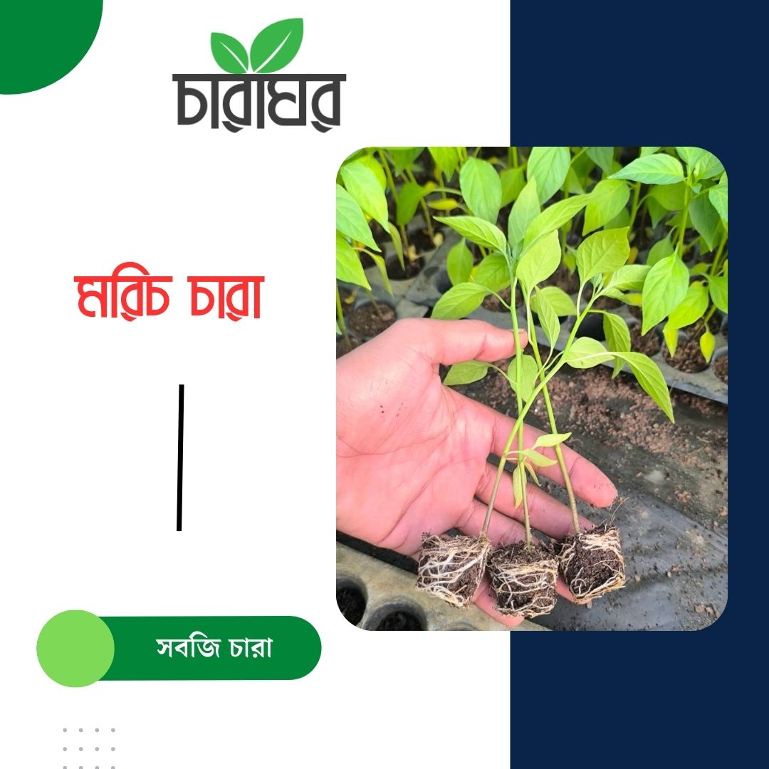 সুস্থ ও সবল হাইব্রিড মরিচ চারা (উচ্চ ফলনশীল)