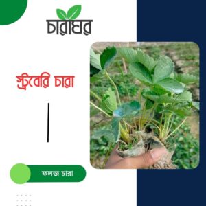 স্ট্রবেরি চারা